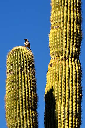 McDowell Mountain Regional Park, February 12, 2015